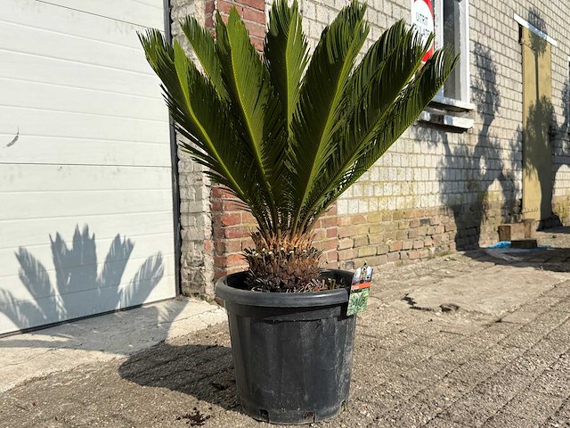 Vredespalm - cycas revoluta - hoogte ca. 90 cm - afbeelding 3 van  3