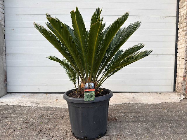 Vredespalm - cycas revoluta - hoogte ca. 90 cm - afbeelding 1 van  4