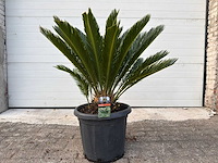 Vredespalm - cycas revoluta - hoogte ca. 90 cm - afbeelding 1 van  4