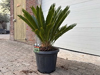 Vredespalm - cycas revoluta - hoogte ca. 90 cm - afbeelding 2 van  4