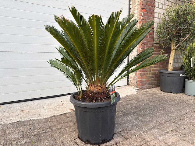Vredespalm - cycas revoluta - hoogte ca. 90 cm - afbeelding 3 van  4