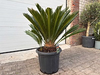Vredespalm - cycas revoluta - hoogte ca. 90 cm - afbeelding 3 van  4