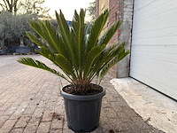 Vredespalm - cycas revoluta - hoogte ca. 90 cm - afbeelding 4 van  4