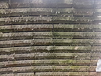 Vuren plank 500x20x3.2 cm (25x) - afbeelding 3 van  4