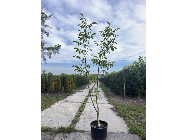 Walnotenboom, juglans regia, vruchtboom, vruchtdragend, ca. 175-200 cm hoog - afbeelding 1 van  1