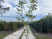 Walnotenboom, juglans regia, vruchtboom, vruchtdragend, ca. 175-200 cm hoog