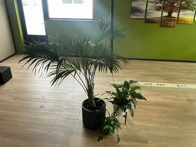 Wanddecoratie en planten in pot - afbeelding 4 van  7