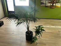 Wanddecoratie en planten in pot - afbeelding 4 van  7