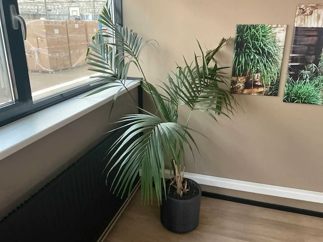 Wanddecoratie en planten in pot - afbeelding 6 van  7