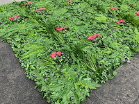 Wanddecoratie kunstplant 'exotica' 500x200 ongebruikt - afbeelding 2 van  21