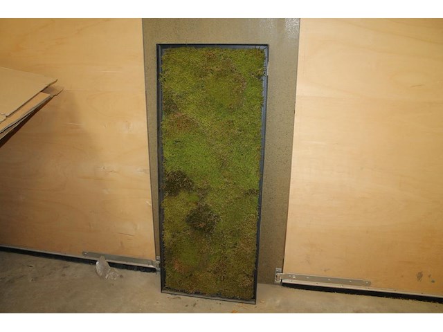 Wandpaneel met mos. afmeting 150 x 5 x 60 cm. - afbeelding 1 van  3
