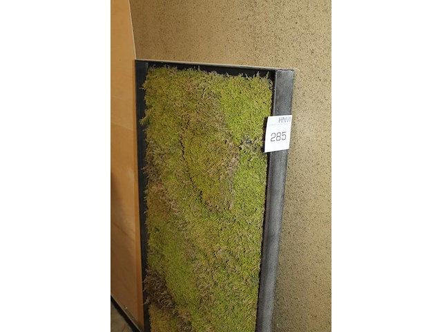 Wandpaneel met mos. afmeting 150 x 5 x 60 cm. - afbeelding 3 van  3