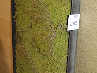 Wandpaneel met mos. afmeting 150 x 5 x 60 cm. - afbeelding 3 van  3