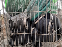 Water slangen, verloopsokken en eindkappen, o.a. alphaflex - afbeelding 15 van  15