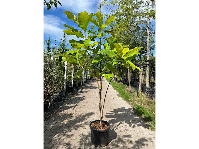 Westerse magnolia, magnolia tripetala, witte bloei, ca. 2-2.5 m hoog - afbeelding 1 van  2