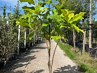 Westerse magnolia, magnolia tripetala, witte bloei, ca. 2-2.5 m hoog