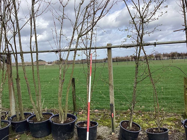 Wilde appel - meerstammige bomen (3x) - afbeelding 1 van  2