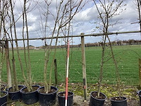 Wilde appel - meerstammige bomen (3x) - afbeelding 1 van  2
