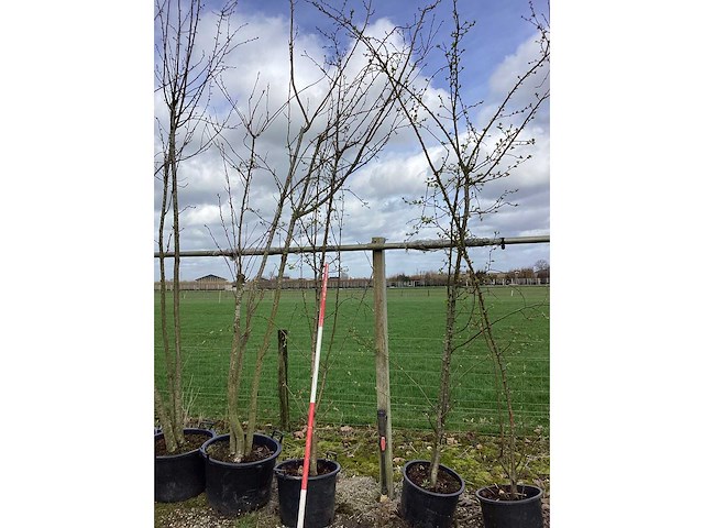Wilde appel - meerstammige bomen (3x) - afbeelding 2 van  2