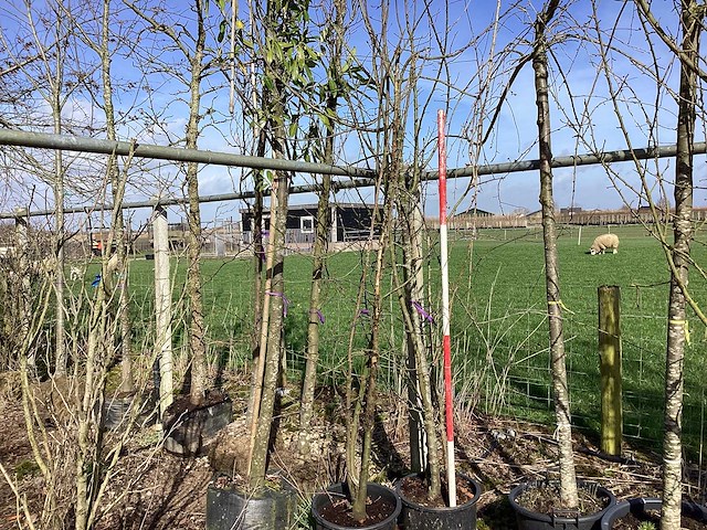 Wilde appel - meerstammige boom (2x) - afbeelding 1 van  2