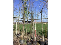 Wilde appel - meerstammige boom (2x) - afbeelding 2 van  2