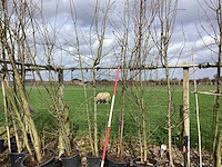 Wilde appel - meerstammige boom (4x) - afbeelding 1 van  2