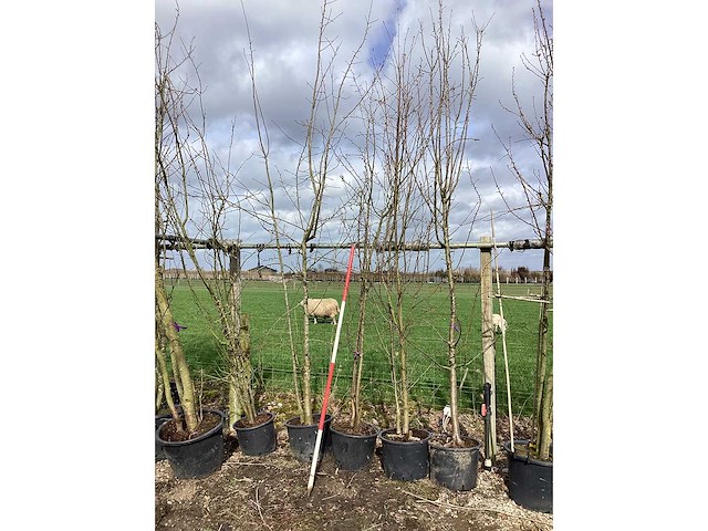 Wilde appel - meerstammige boom (4x) - afbeelding 2 van  2