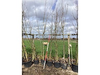 Wilde appel - meerstammige boom (4x) - afbeelding 2 van  2