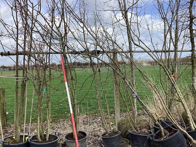 Wilde appel - meerstammige boom (4x) - afbeelding 1 van  2