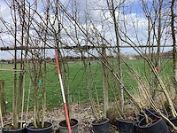 Wilde appel - meerstammige boom (4x) - afbeelding 1 van  2