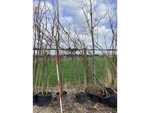 Wilde appel - meerstammige boom (4x) - afbeelding 2 van  2