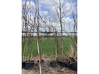 Wilde appel - meerstammige boom (4x) - afbeelding 2 van  2