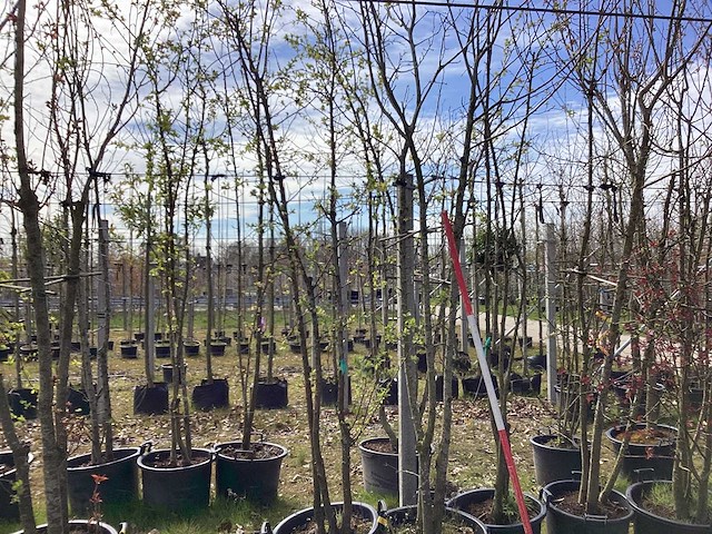 Wilde appel - meerstammige boom (4x) - afbeelding 1 van  2