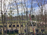 Wilde appel - meerstammige boom (4x) - afbeelding 1 van  2