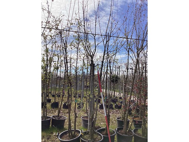 Wilde appel - meerstammige boom (4x) - afbeelding 2 van  2