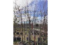 Wilde appel - meerstammige boom (4x) - afbeelding 2 van  2