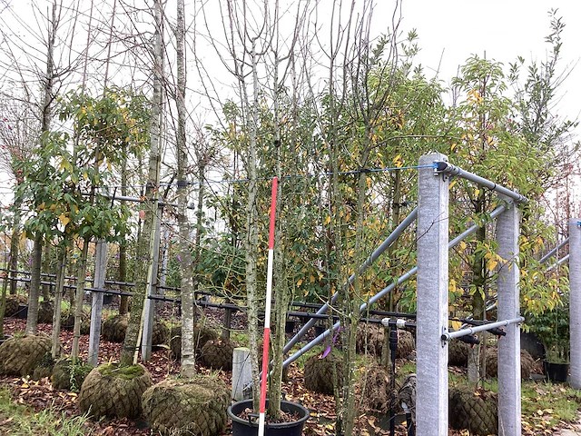 Wilde appel - meerstammige boom - afbeelding 1 van  3