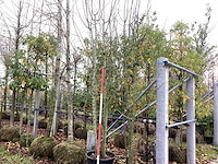 Wilde appel - meerstammige boom - afbeelding 1 van  3