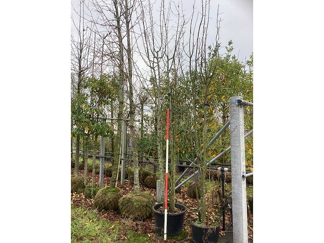 Wilde appel - meerstammige boom - afbeelding 2 van  3