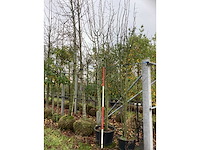 Wilde appel - meerstammige boom - afbeelding 2 van  3