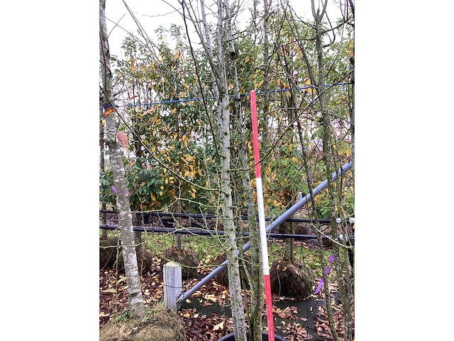 Wilde appel - meerstammige boom - afbeelding 3 van  3