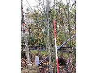 Wilde appel - meerstammige boom - afbeelding 3 van  3