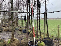 Wilde appel - meerstammige boom - afbeelding 1 van  2