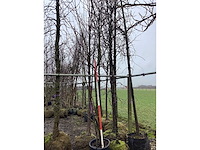 Wilde appel - meerstammige boom - afbeelding 2 van  2