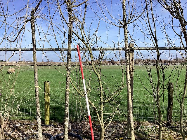 Wilde appel - meerstammige boom - afbeelding 1 van  2