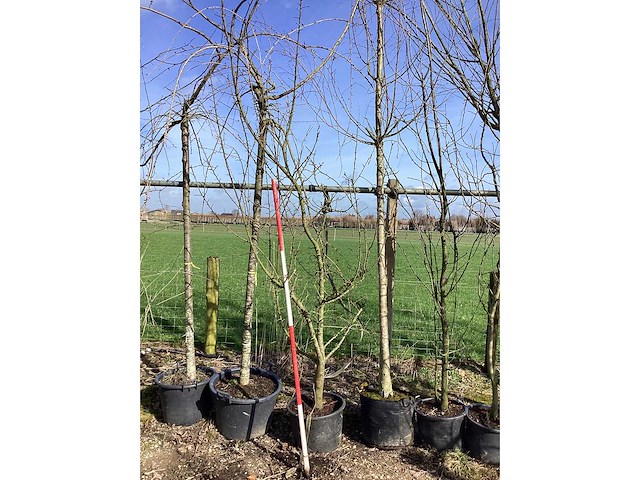 Wilde appel - meerstammige boom - afbeelding 2 van  2