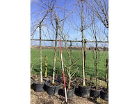 Wilde appel - meerstammige boom - afbeelding 2 van  2