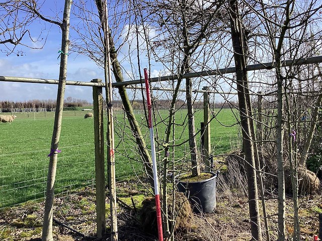 Wilde appel - meerstammige boom - afbeelding 1 van  2