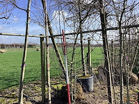 Wilde appel - meerstammige boom - afbeelding 1 van  2