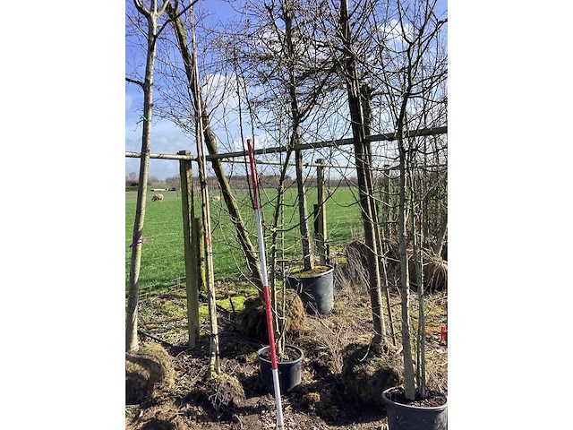 Wilde appel - meerstammige boom - afbeelding 2 van  2